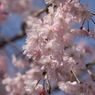 枝垂れ桜はふわふわだった