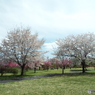 桜＆花桃4