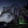 月夜の枝垂れ桜