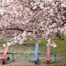 写真掌編：桜の下で ２：公園の桜３