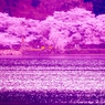 無何有桜