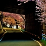 トンネル桜