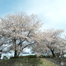 桜2
