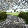 桜3