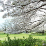 桜4