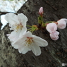 桜5