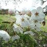 桜6