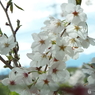 桜7