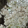 桜8