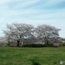 桜9