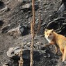 「大将」という名の野生
