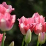 s-DSC_0424