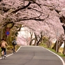 桜トンネル