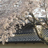 写真掌編：桜の下で ３：夕陽桜