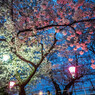Evening cherry light