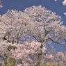 花見山009