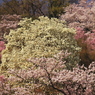 花見山010