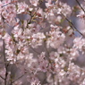 花見山013