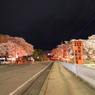 夜桜Ⅺ