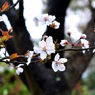 2017春　雨に濡れた花びら