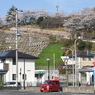 写真掌編：桜の下で ４：高校の桜１