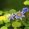 神代植物公園にて