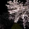 遅咲き夜桜