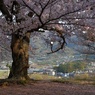老師のような桜を撮る-①