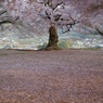 老師のような桜を撮る-③