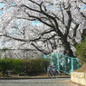 写真掌編：桜の下で ６：高校の桜３