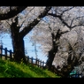 2017桜3