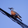 野鳥を探して　ツグミ