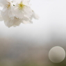 写真三行詩×２：桜幻想