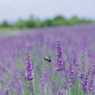 Lavender purple