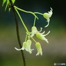 ムべの花