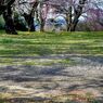 写真掌編：桜の下で ８：高校の桜５