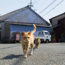見守りパトロール