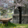 shower of blossom