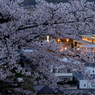 写真歌：夕桜（NTW61-1）