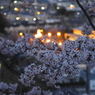 写真歌：夕桜２（NTW61-2）