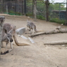 カンガルーの親子（かな？）