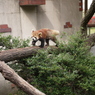 レッサーパンダの木渡り