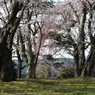 写真掌編：桜の下で ９：高校の桜６