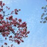 桜散りハナミズキ