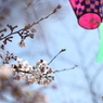 岩倉の春