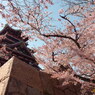 伏見城と桜