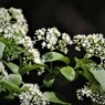 ヒロハゴマギの花