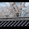 2017桜と屋根
