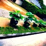 蓮の花たち
