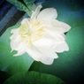 満開の蓮の花